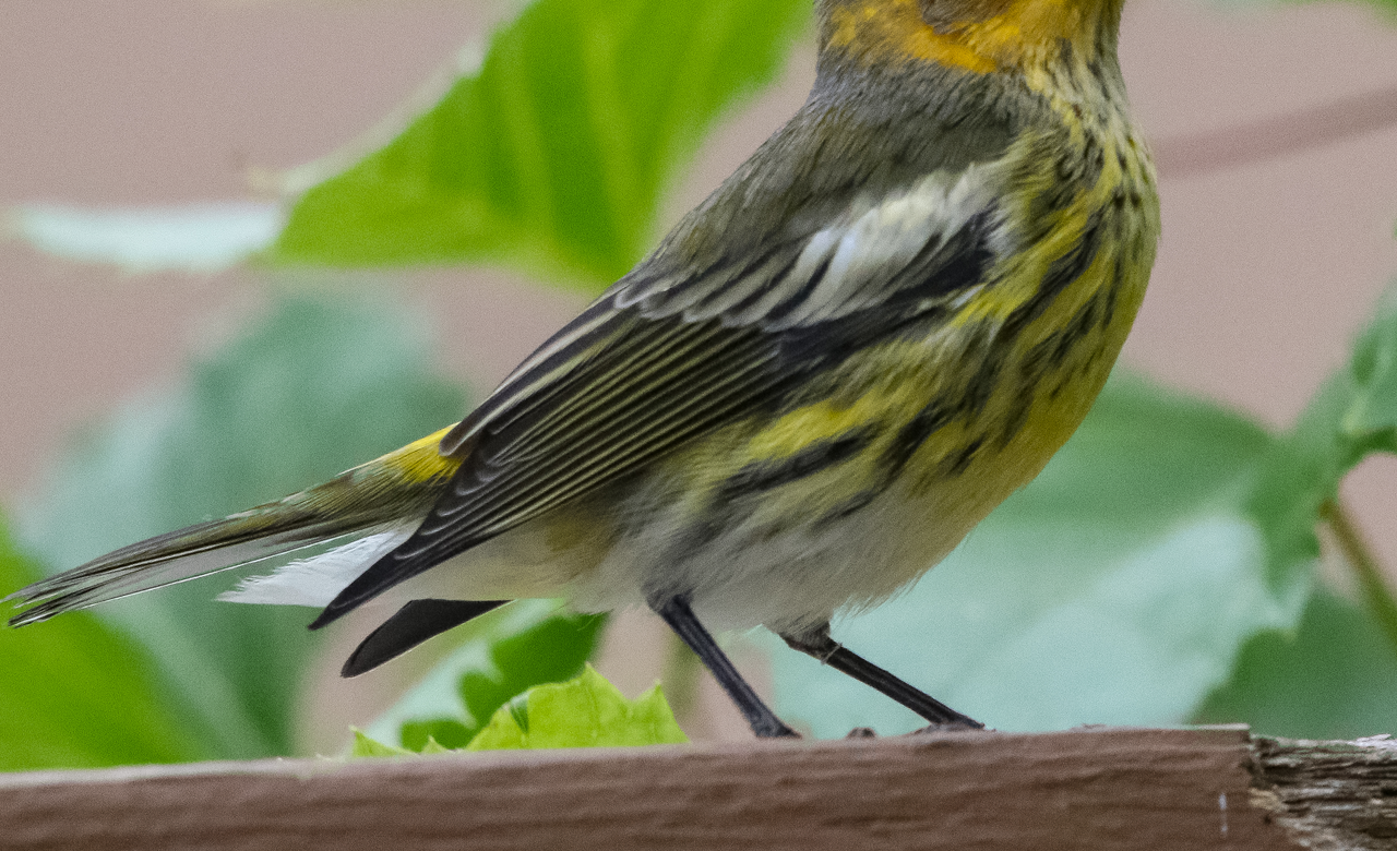 Warbler Visits my Yard