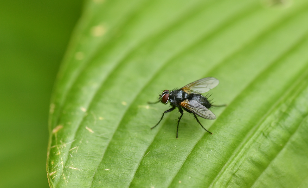 Tachinid