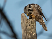 Northern Hawk Owl
