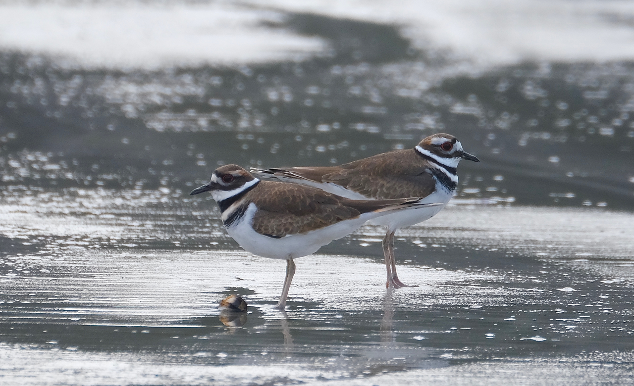 Killdeer