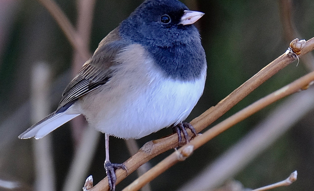 Dark Eyed Junco