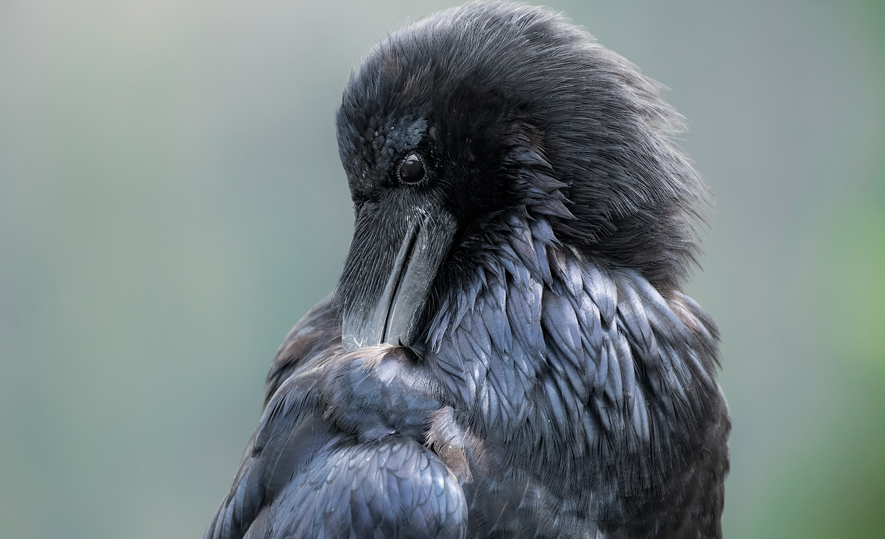 Raven Preening