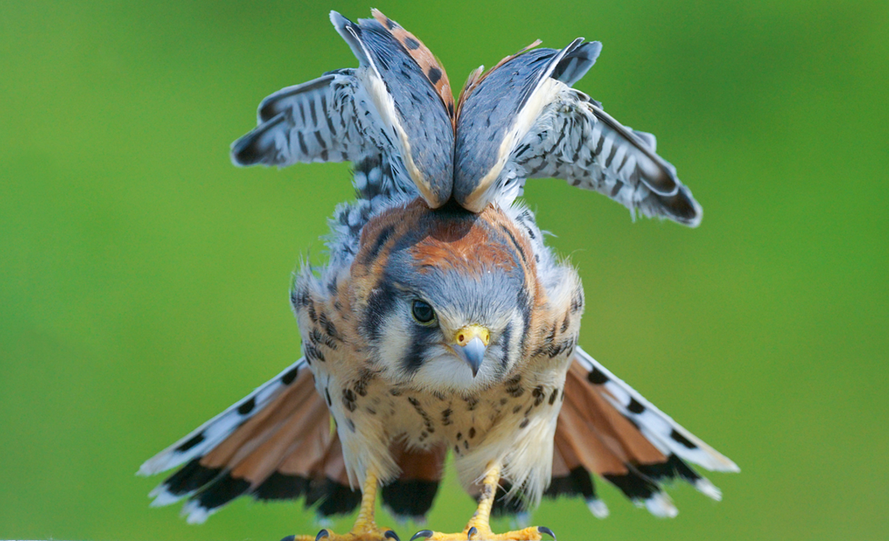 Ready to take off