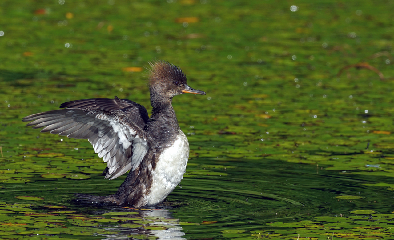 Stretch wings