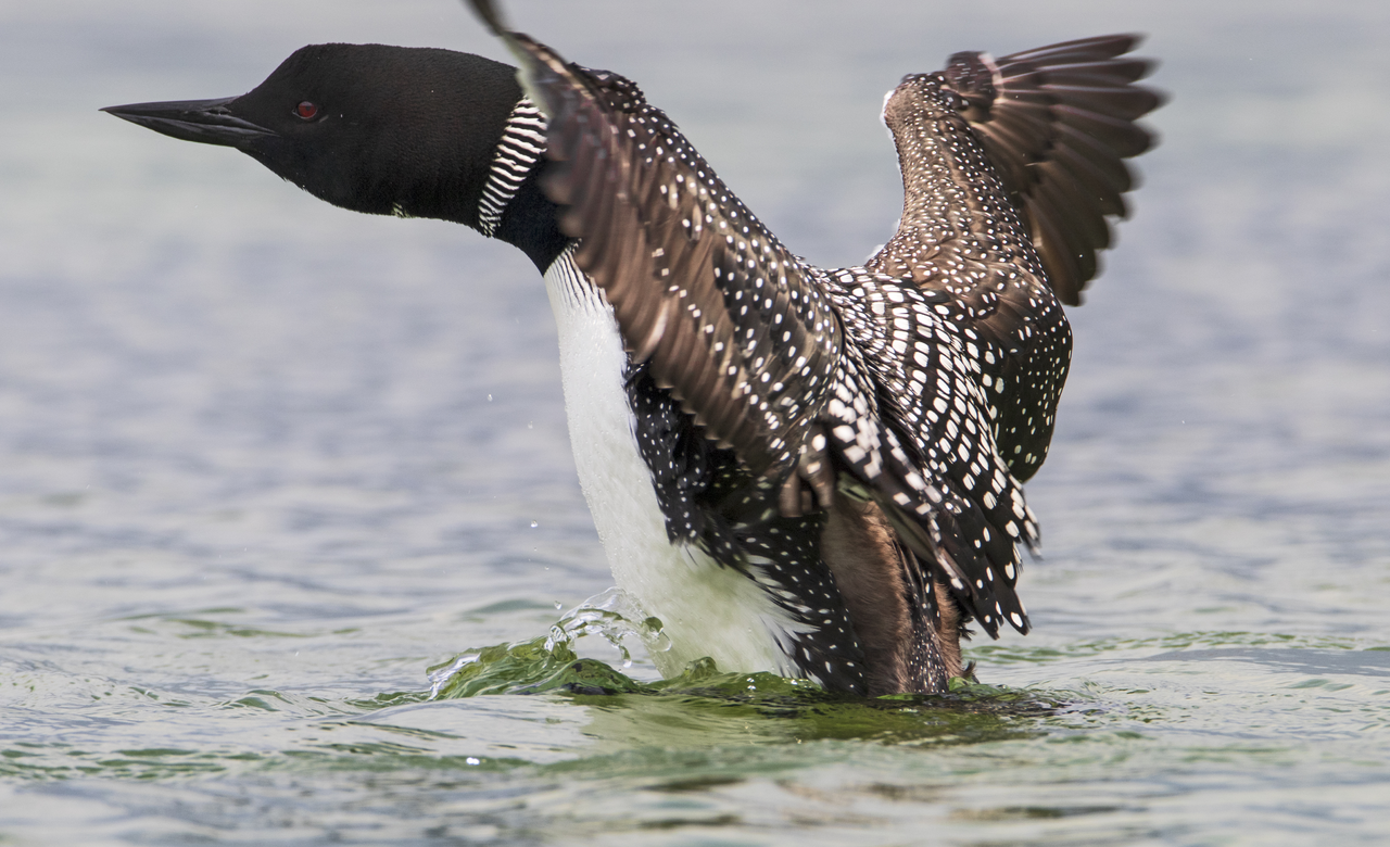 Spring Loon Stretch