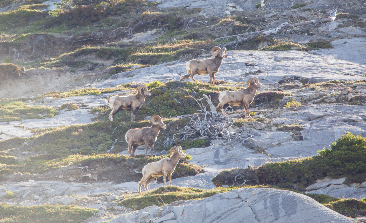 The Rams of Jasper