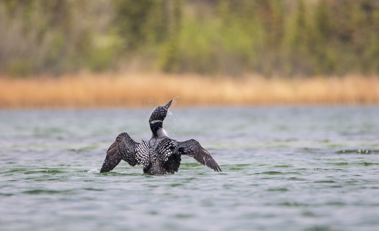 The Dance of the Loon