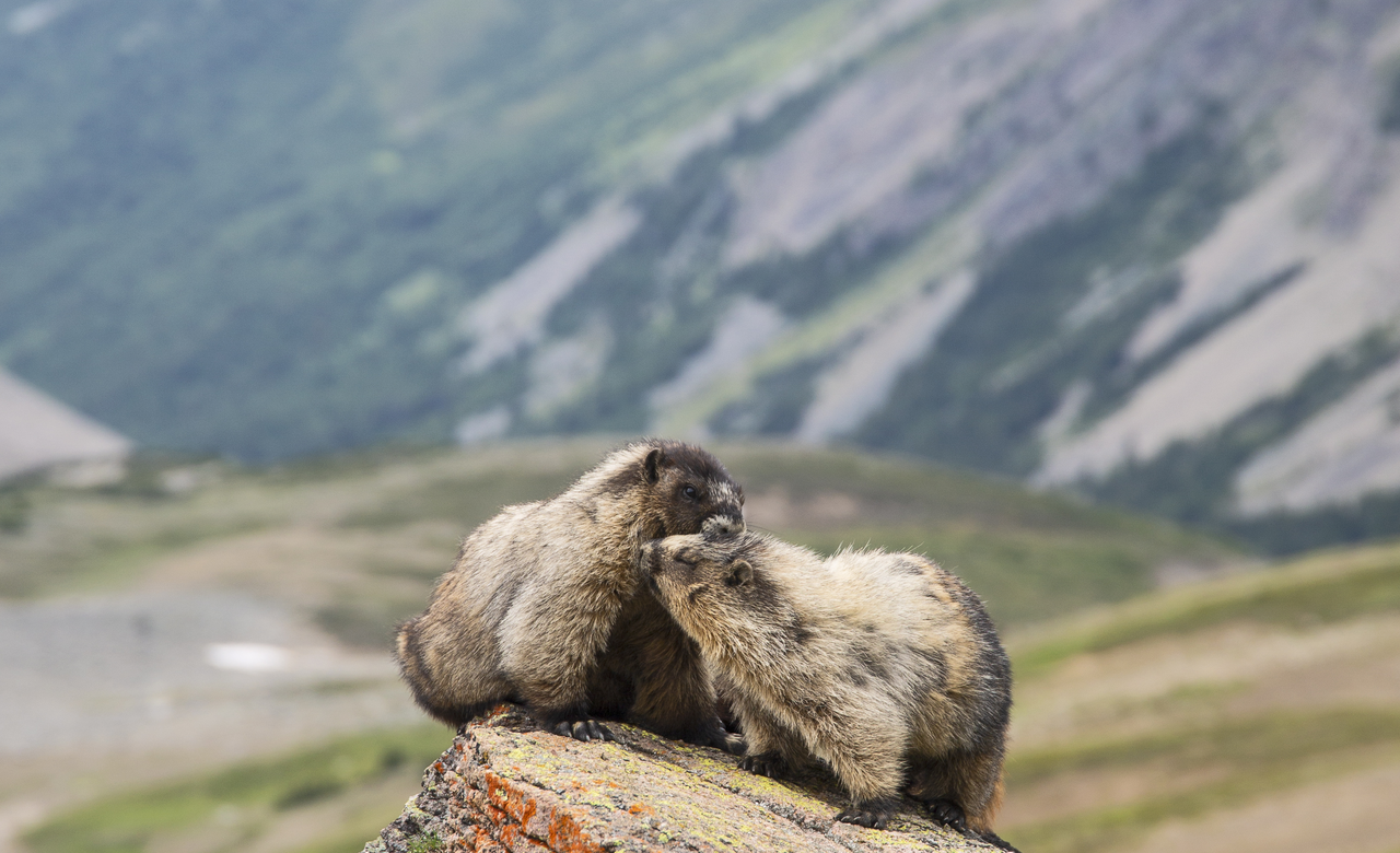 Marmot Romance
