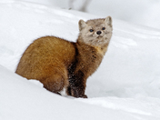 American Marten