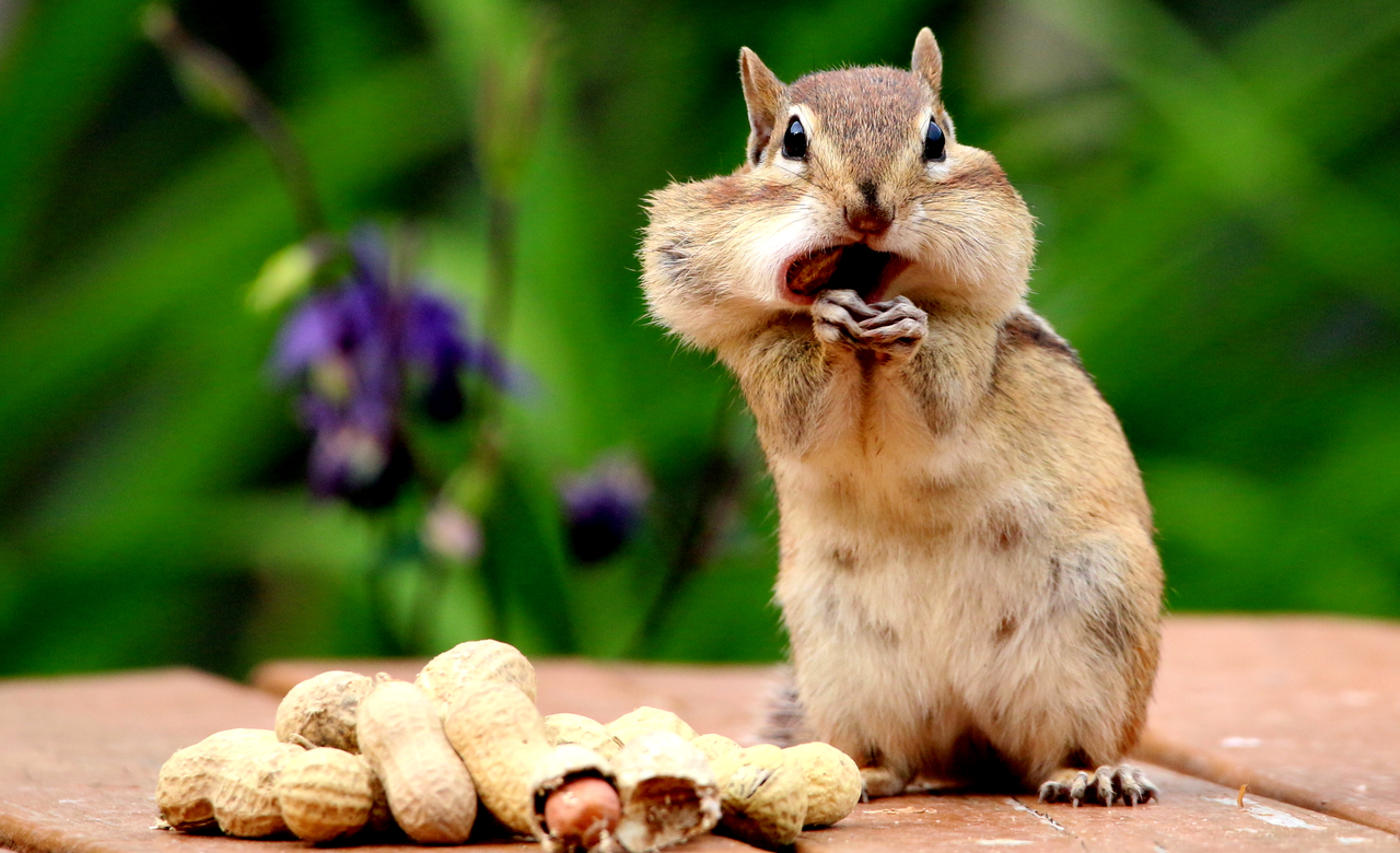 Chipmunk