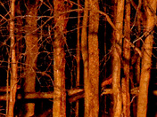 Tree-line In The Morn