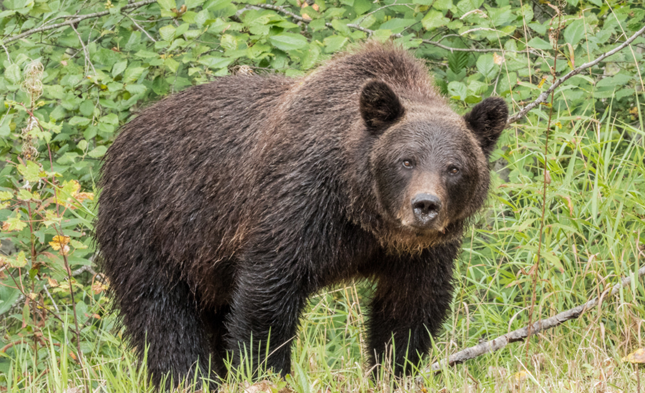 Grizzly Approaching
