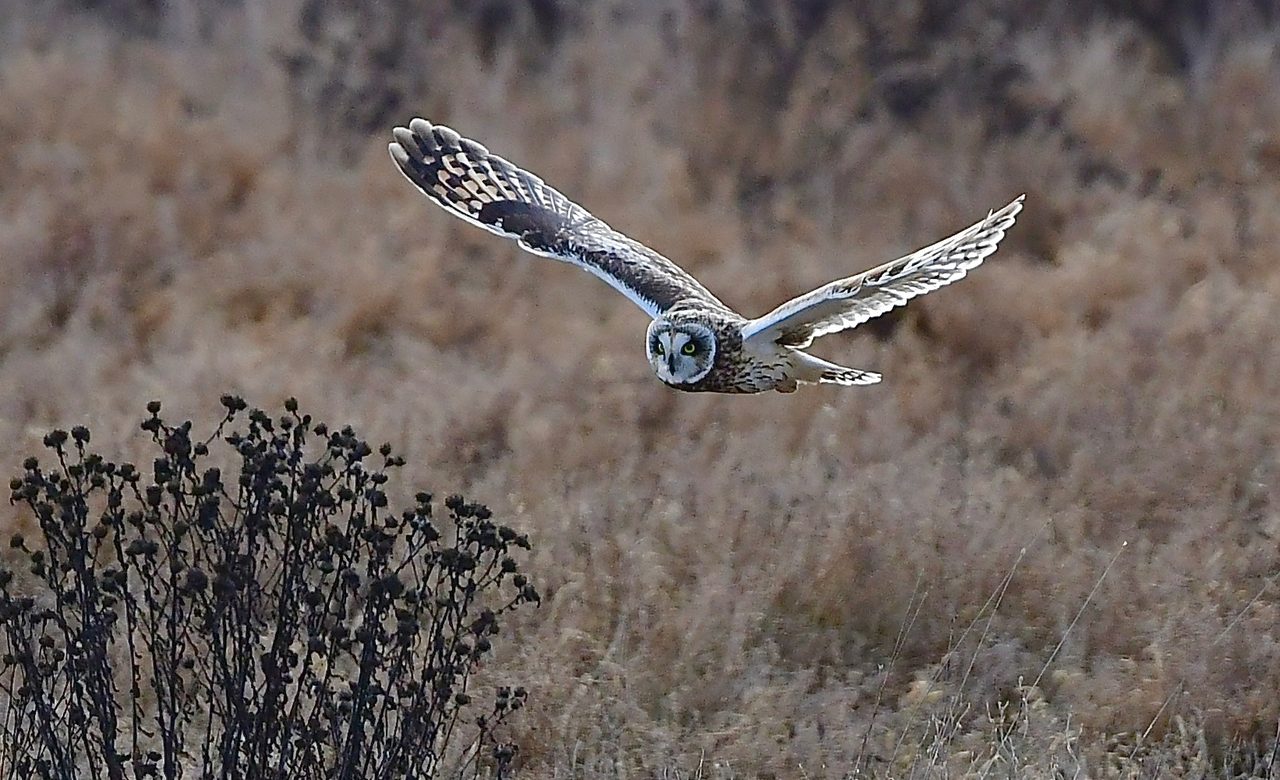 The Hunt