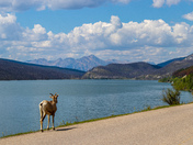 Big Horn Sheep on the Highway