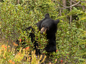 Black bear and the berries