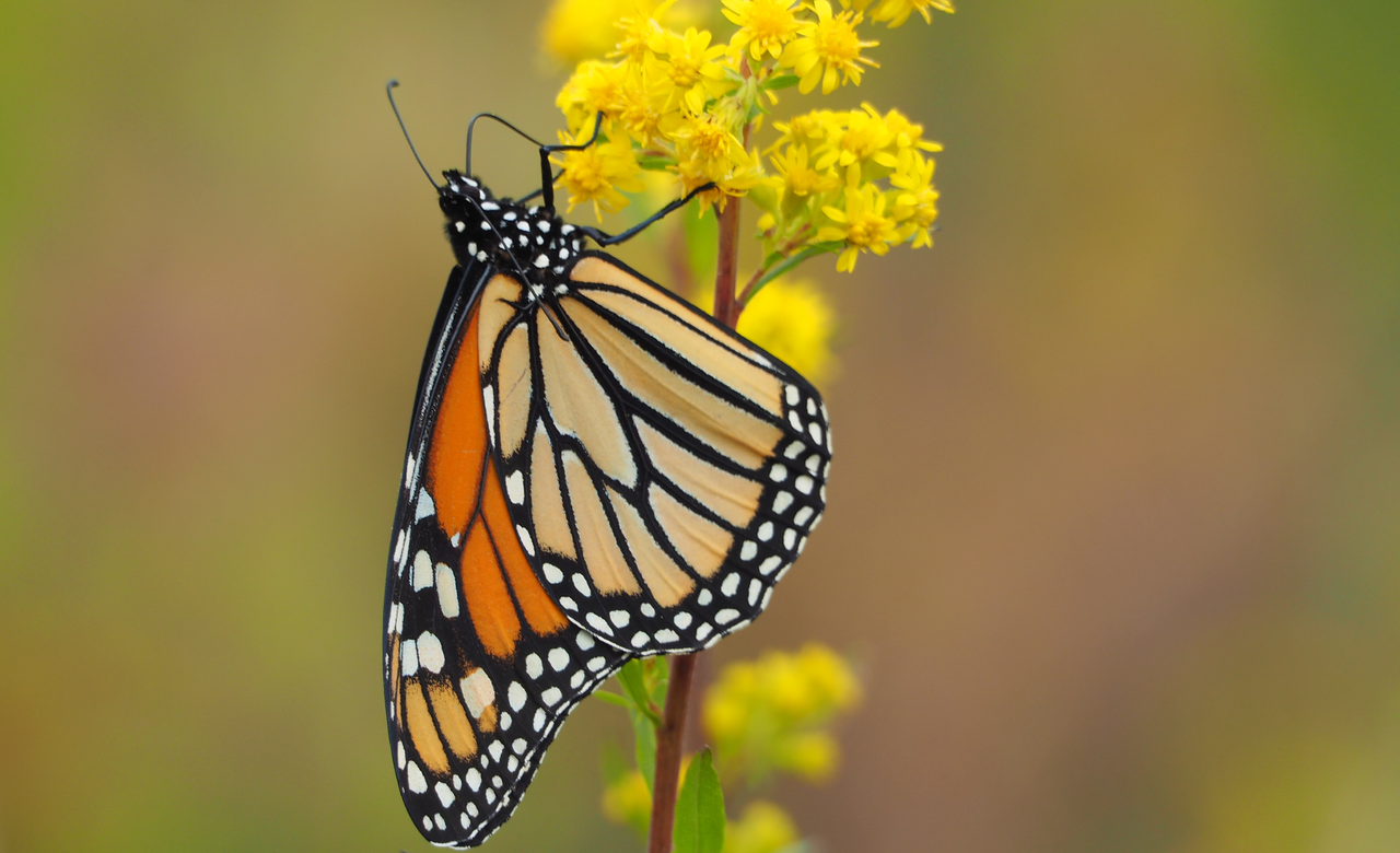 Monarch