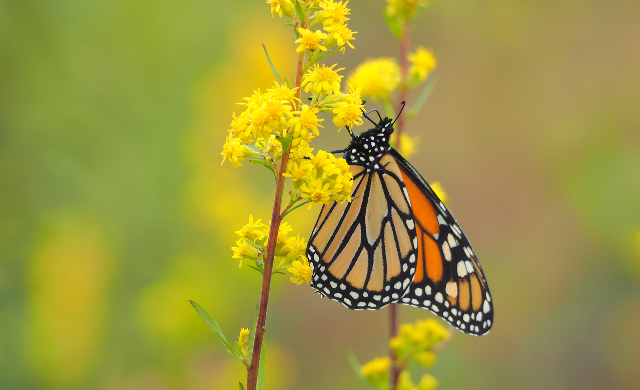 Monarch