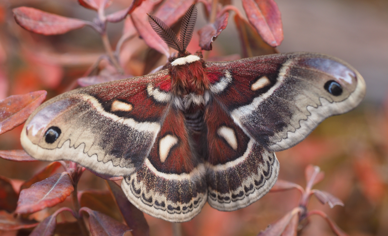 Columbia silkmoth