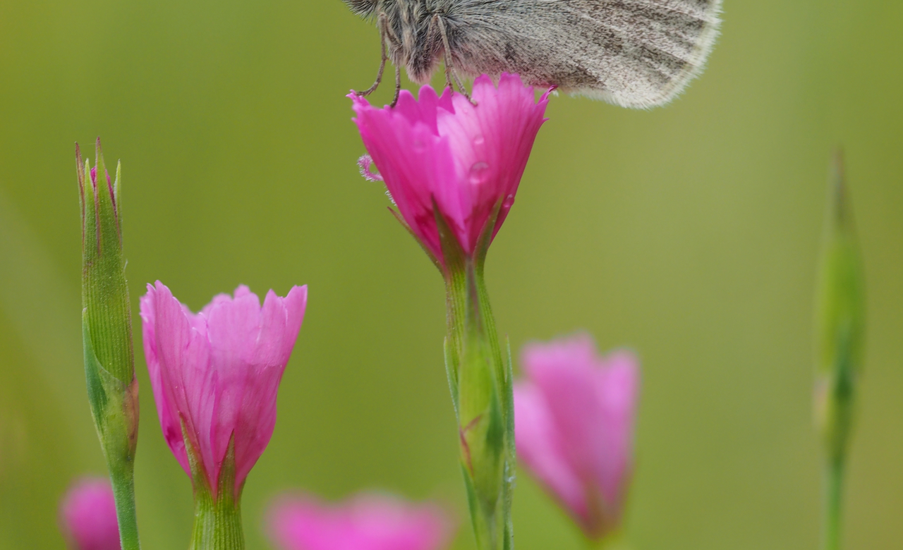 On a pink pedestal