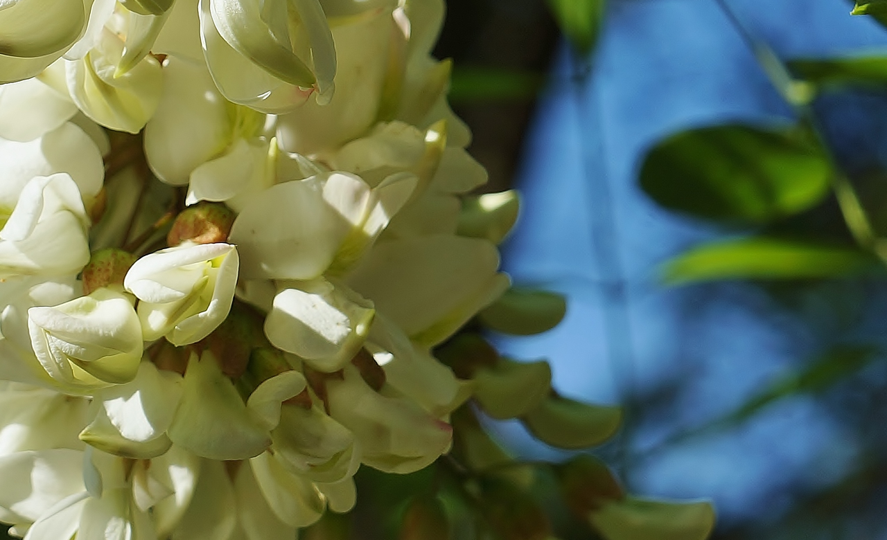 Wisteria bloom