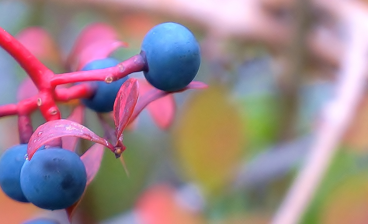 Viburnum berries