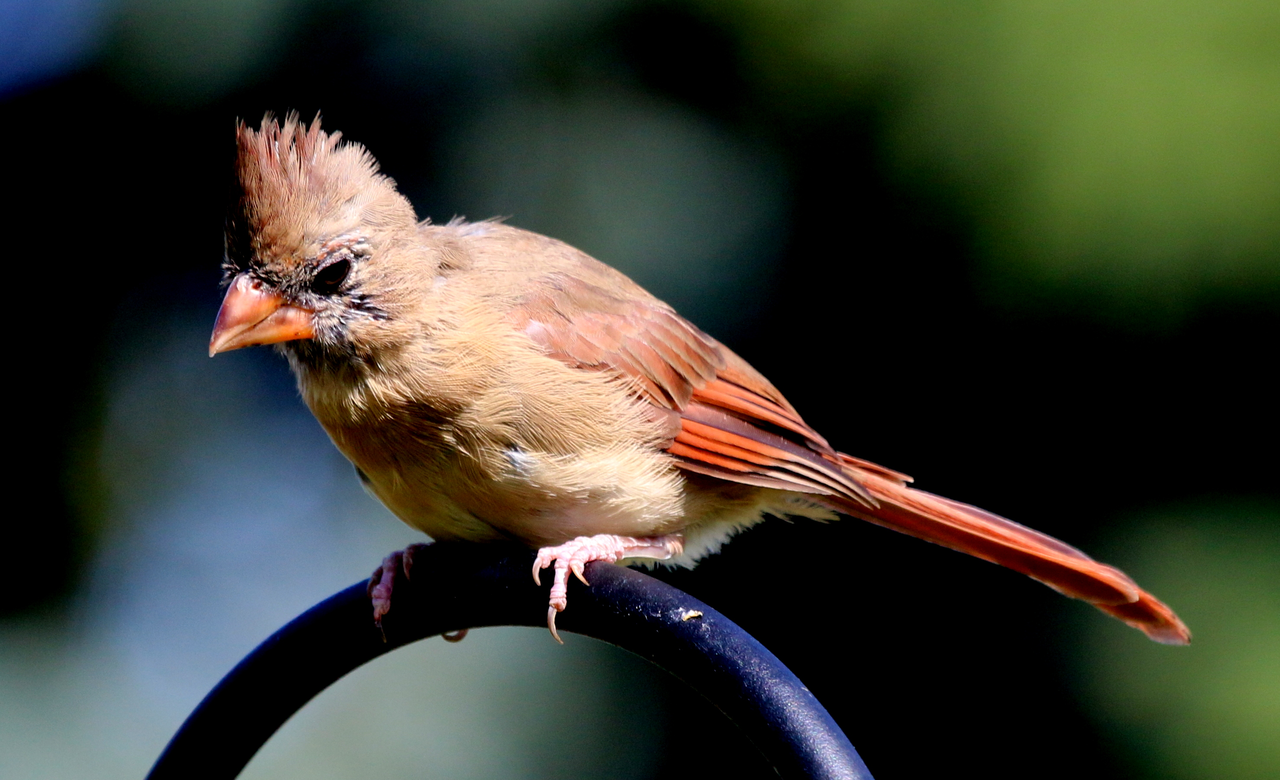 Northern Cardinal
