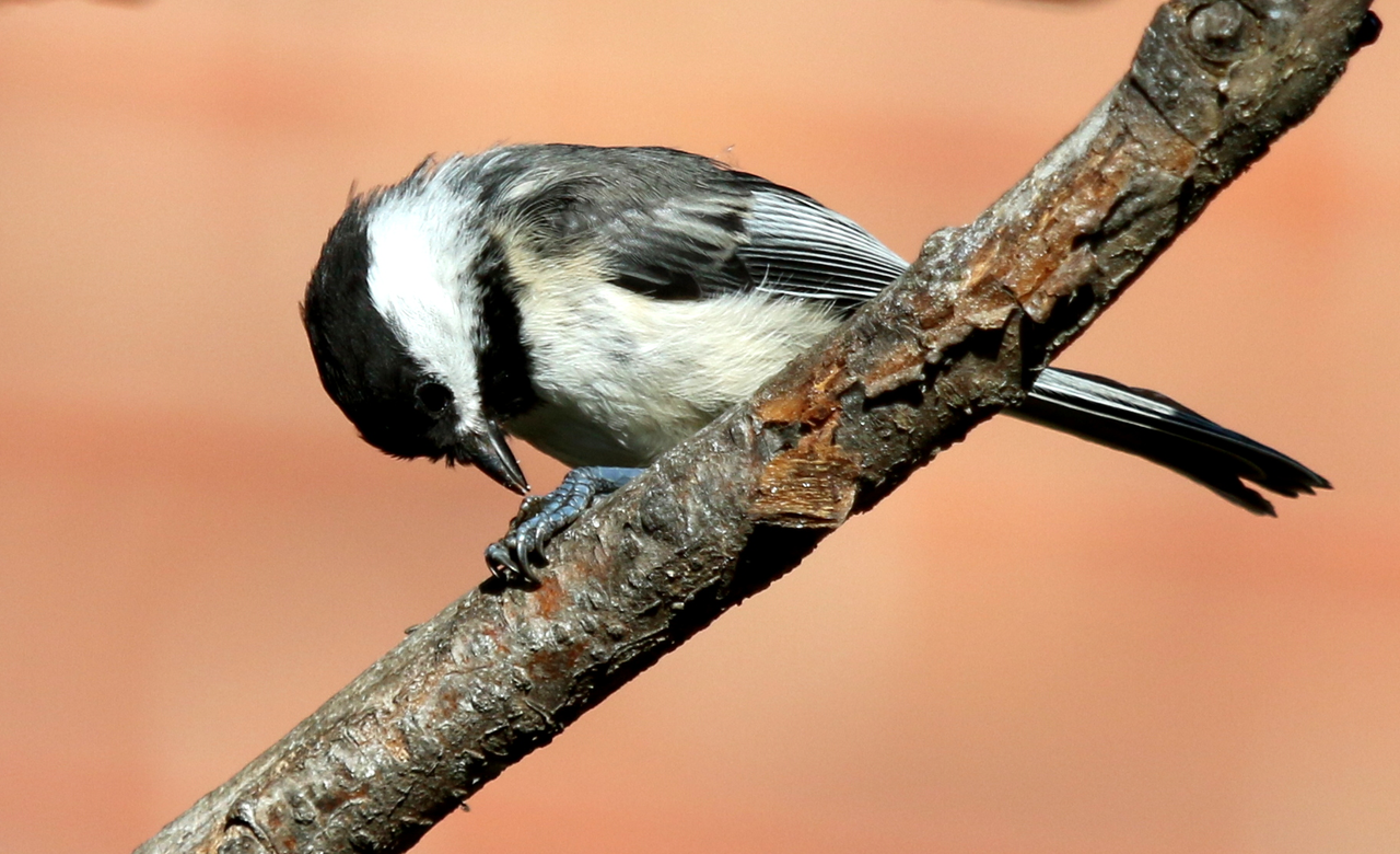 Black-capped Chickadee