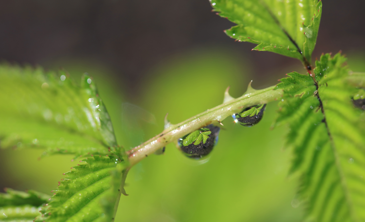 Duplicata