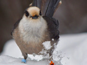 Canada Jay
