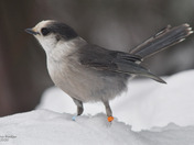 Canada Jay