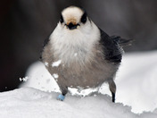 Canada Jay