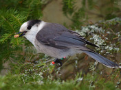 Canada Jay