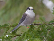 Canada Jay