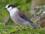 Canada Jay