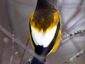 Evening Grosbeak