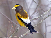 Evening Grosbeak
