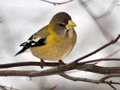 Evening Grosbeak
