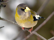 Evening Grosbeak