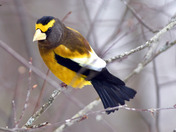 Evening Grosbeak