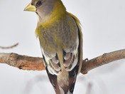 Evening Grosbeak