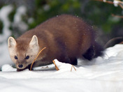 Pine Marten 