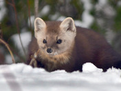 Pine Marten 