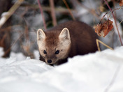 Pine Marten 