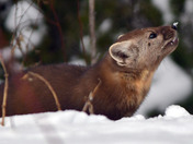 Pine Marten 