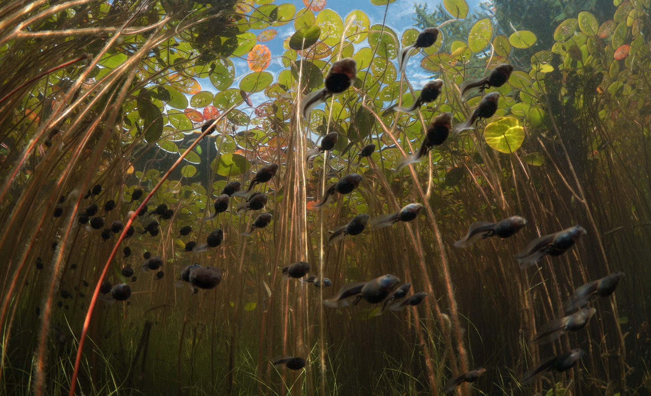 Tadpole Express