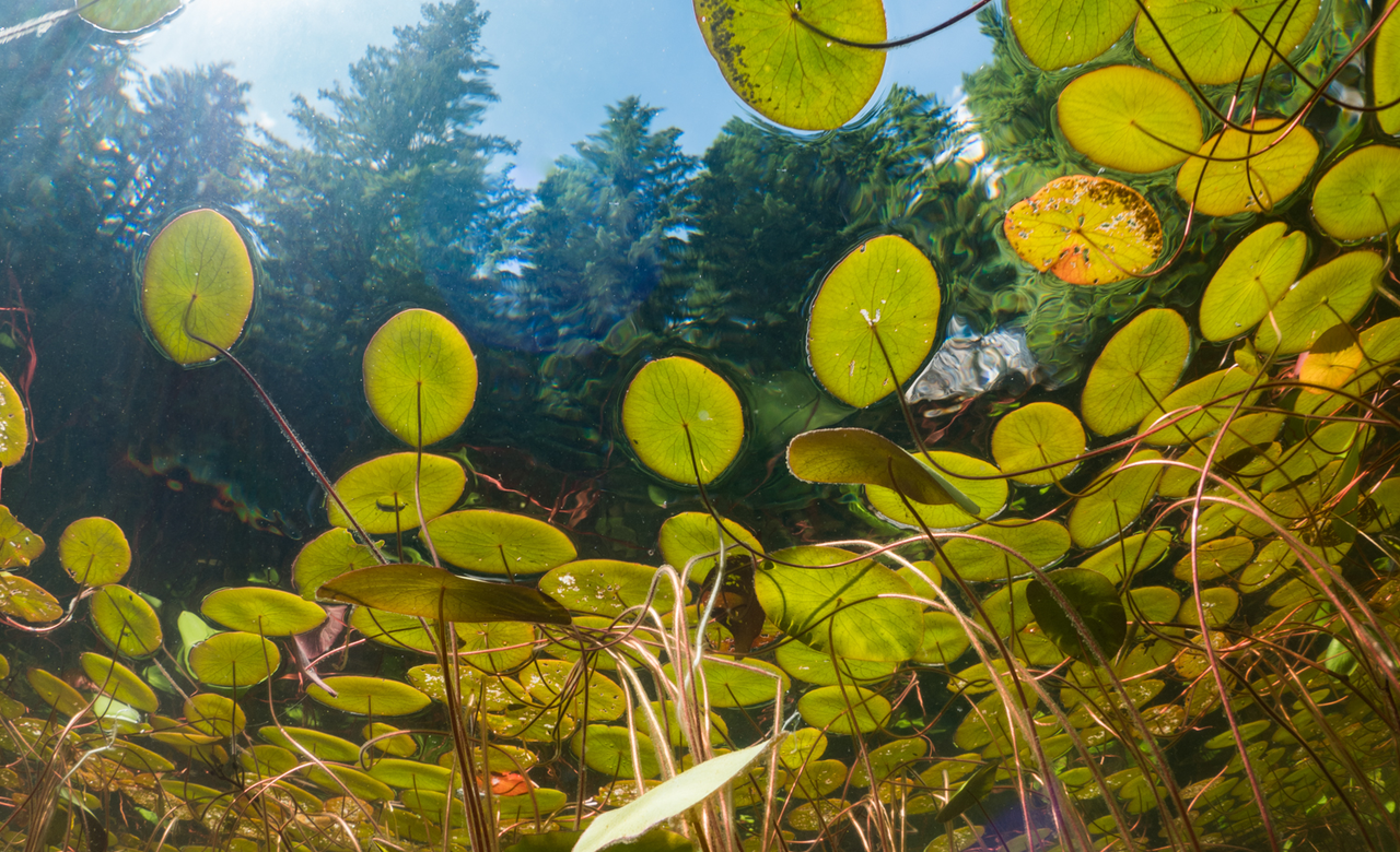 Hidden Paradise