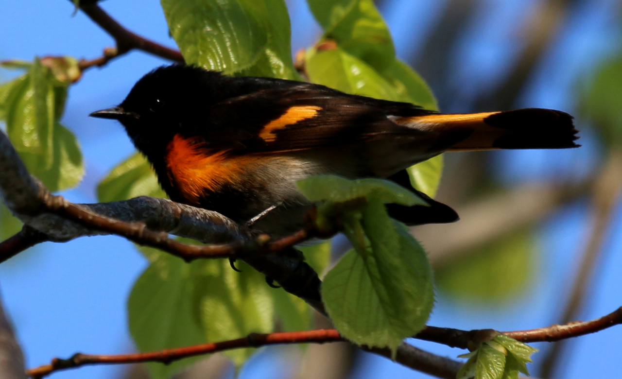 American Redstart Warbler