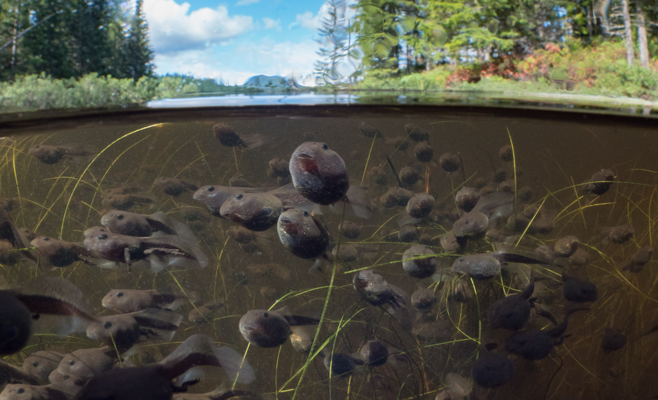 Life in the shallows