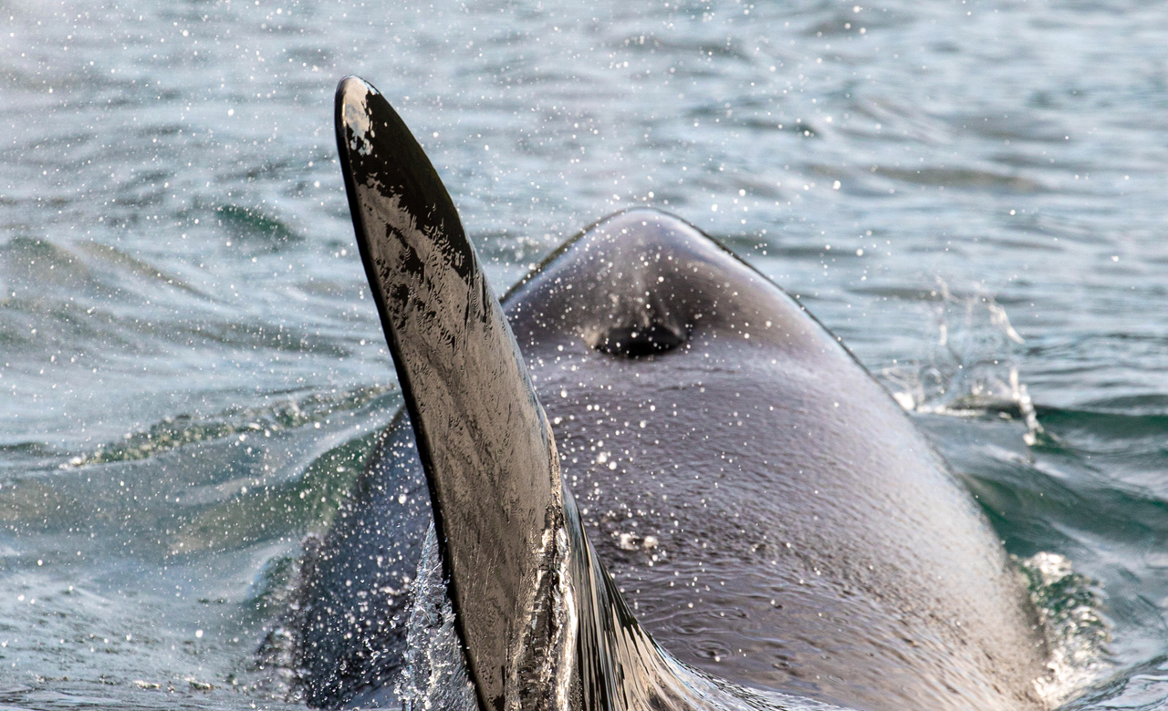 Orca