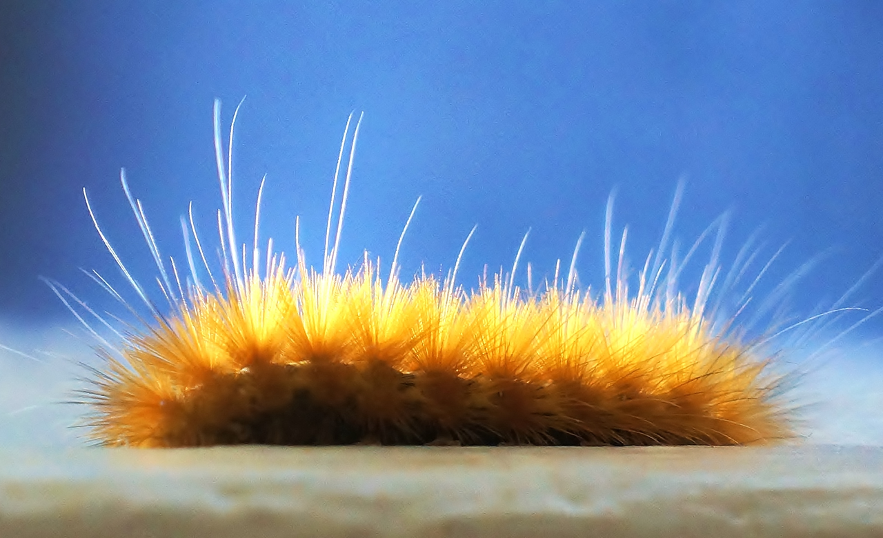 Caterpillar